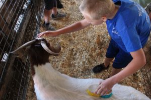 A student brushes a goat.